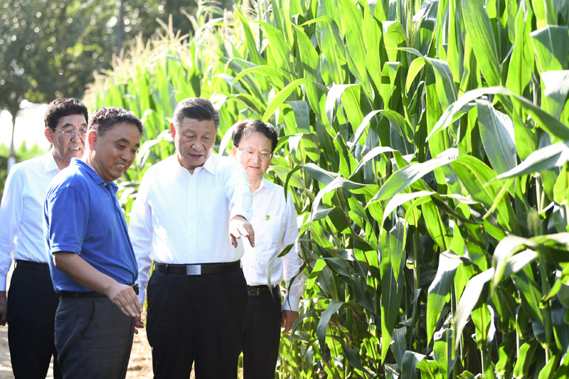 7月22日至24日，中共中央总书记、国家主席、中央军委主席习近平在吉林省考察。这是7月22日下午，在四平市梨树县国家百万亩绿色食品原料（玉米）标准化生产基地核心示范区地块，习近平走进玉米地，了解农业科技研发利用、黑土地保护情况。新华社记者　燕雁　摄